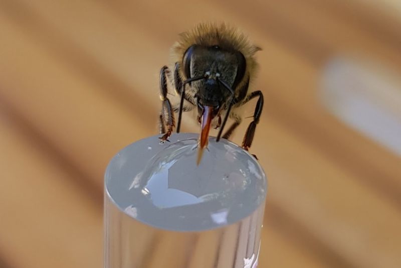 Bees Solving Math Problems