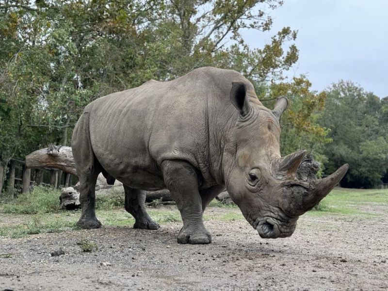 Rhinoceros