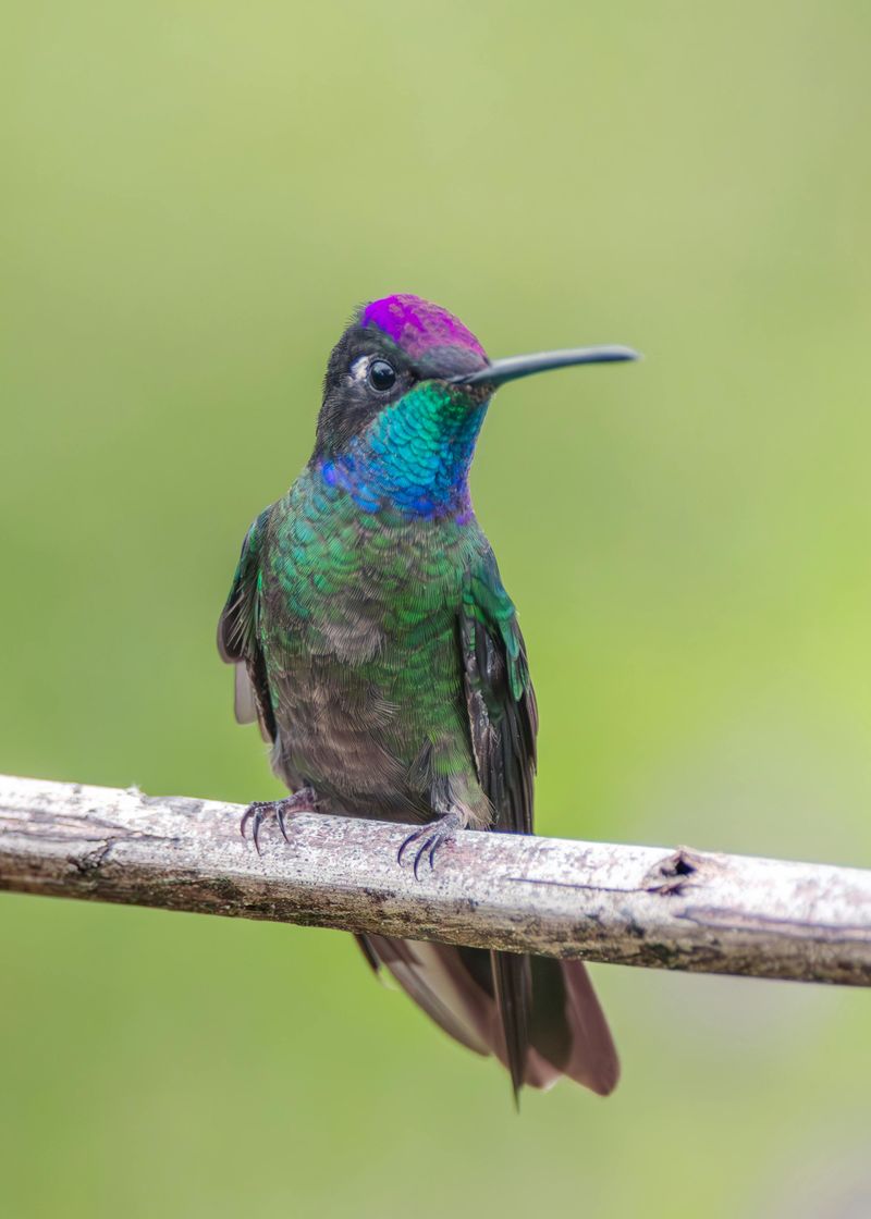 Violet-crowned Hummingbird