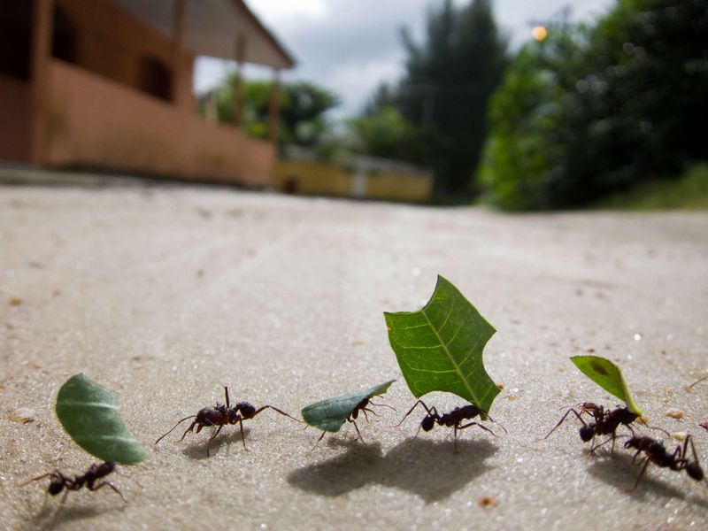 Ant