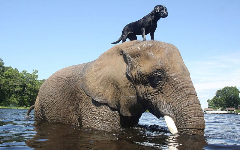 Bubbles the Elephant & Bella the Labrador