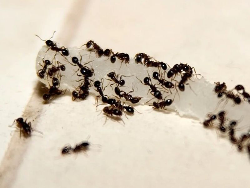 Ants