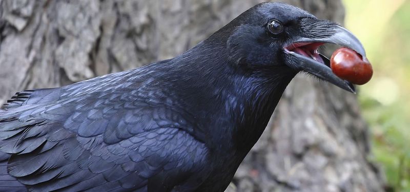 Ravens' Playful Behavior