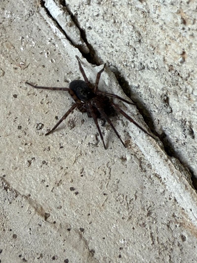 Spider Bites