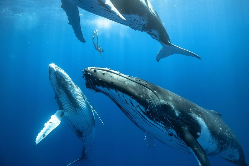 Whales Singing Across Oceans