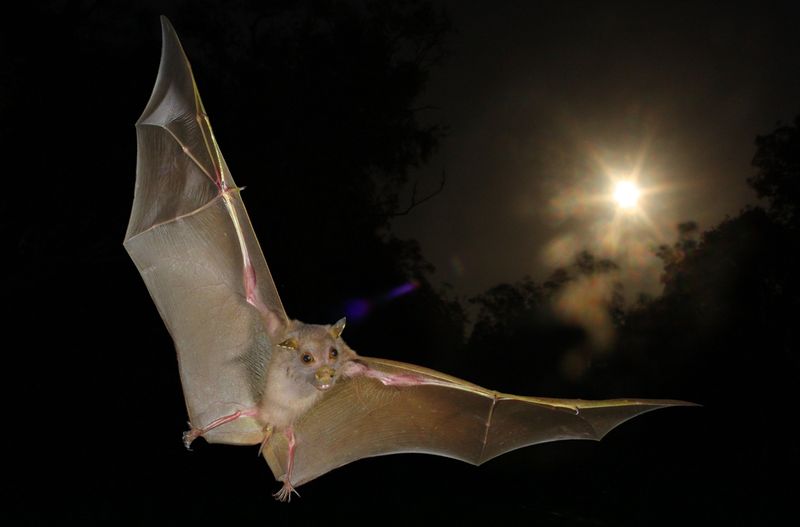 Bats and Echolocation