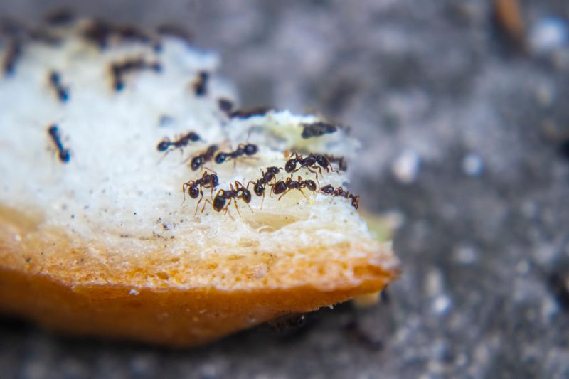 Ants