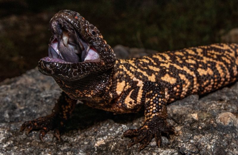 Sky Island Gila Monster