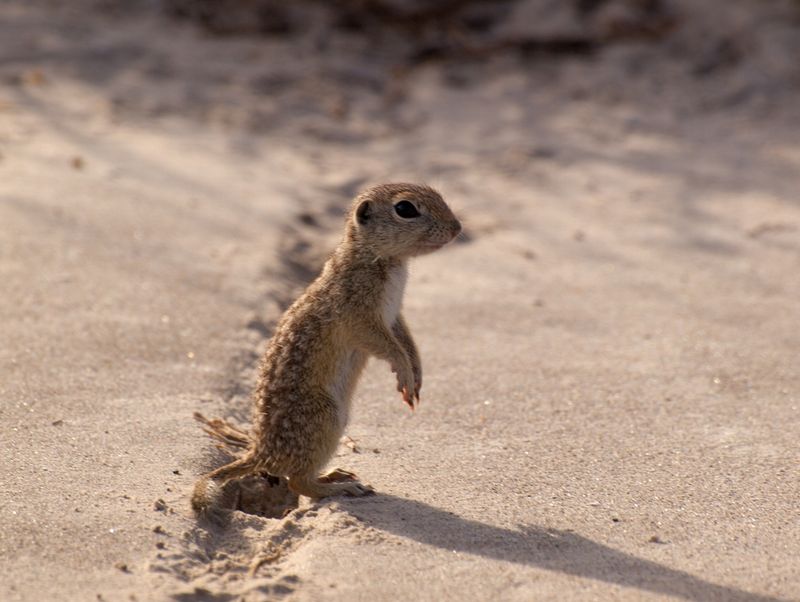 Spotted Ground Squirrel