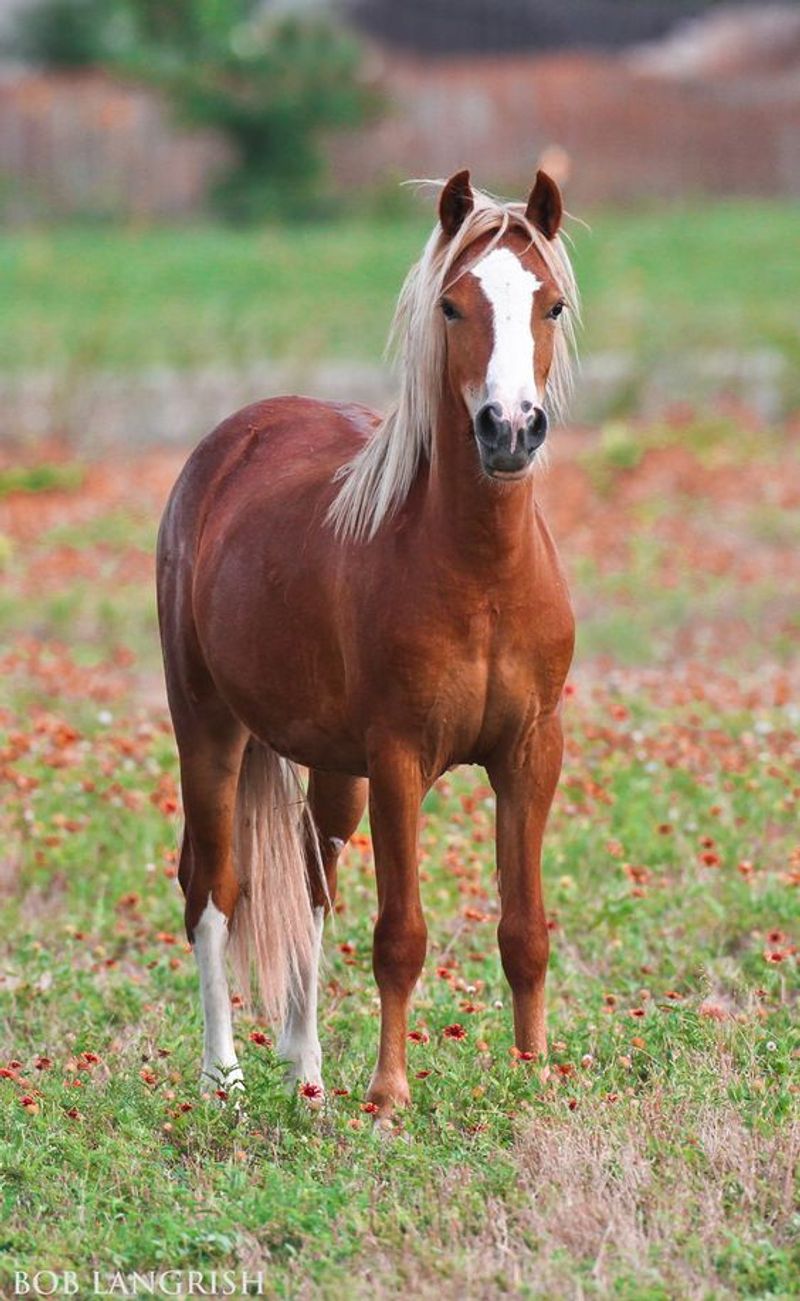 Welsh Pony