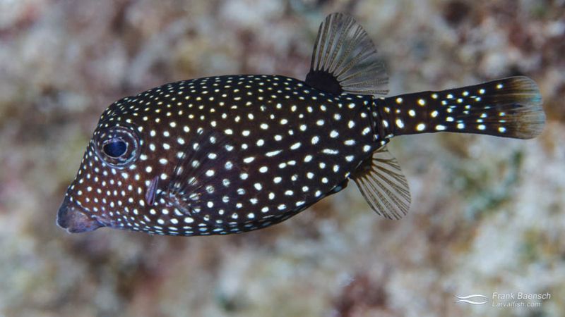 Spotted Boxfish