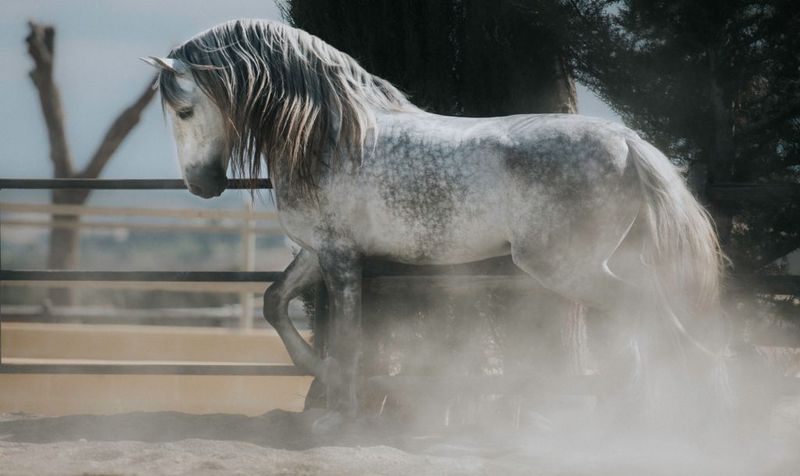 Andalusian