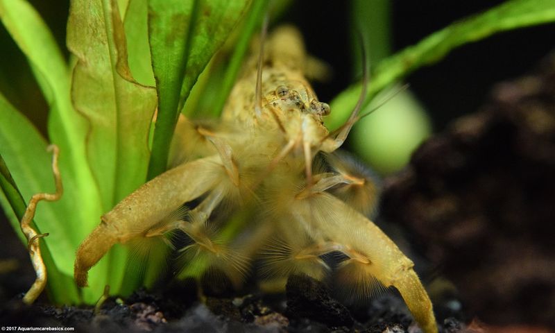 Bamboo Shrimp