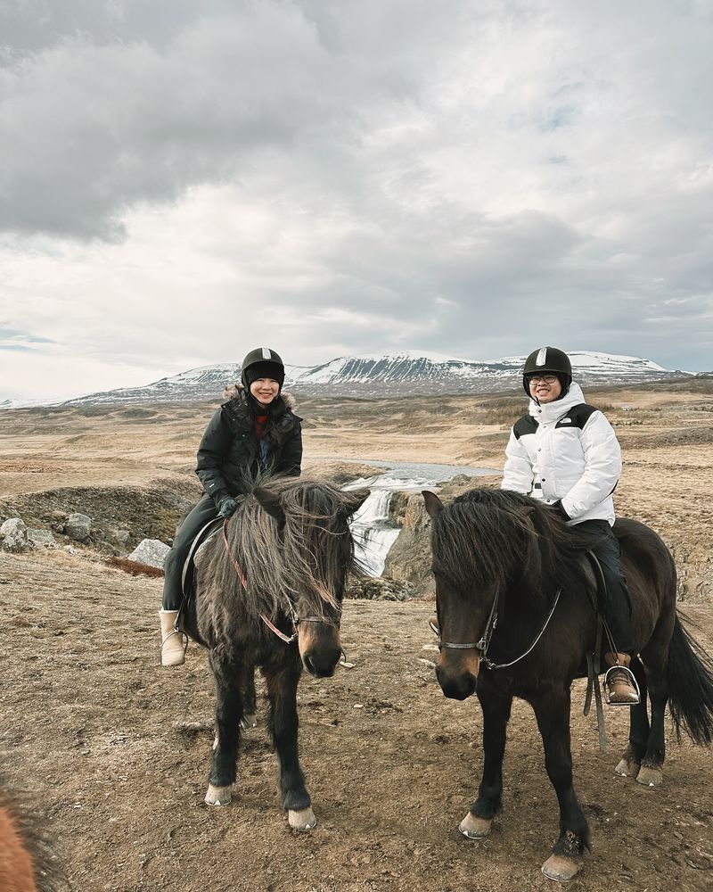 Icelandic Horse