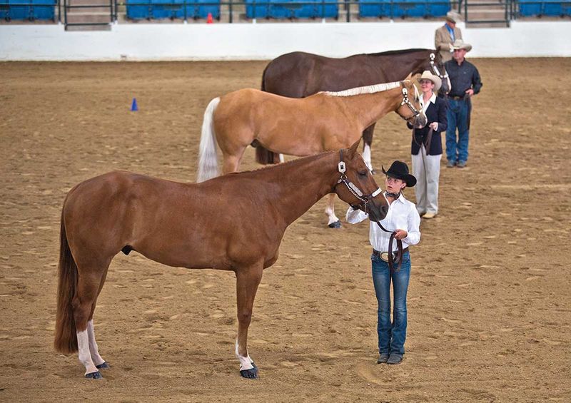 Quarter Horse