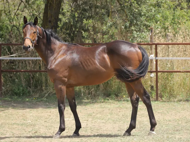Thoroughbred