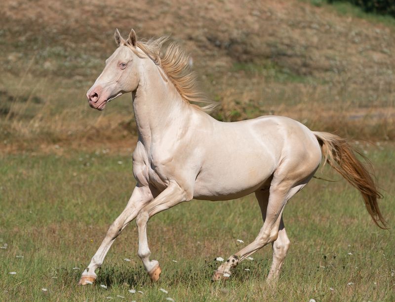 Akhal-Teke