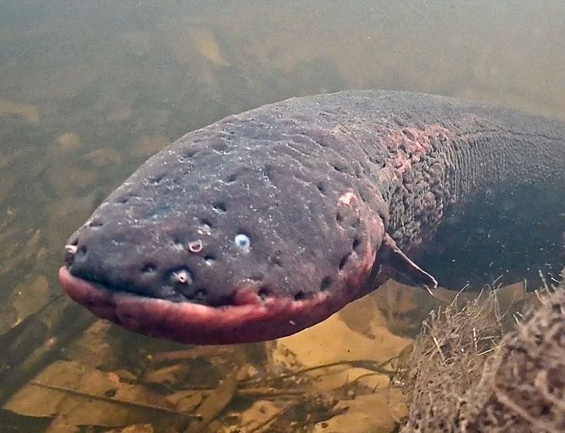 Electric Eel