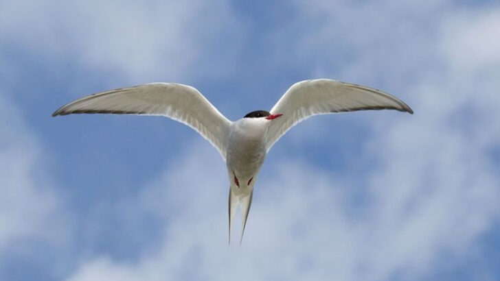 Arctic Tern: 11 Fascinating Facts About the World’s Longest Migrator