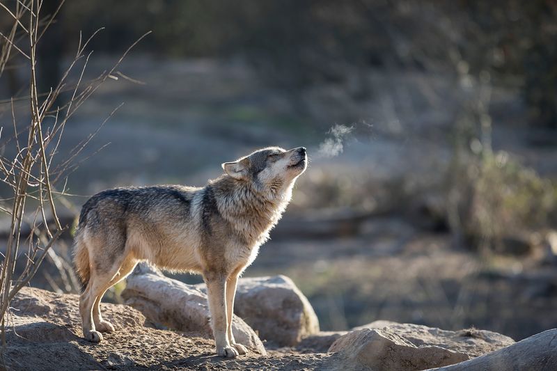 Gray Wolf
