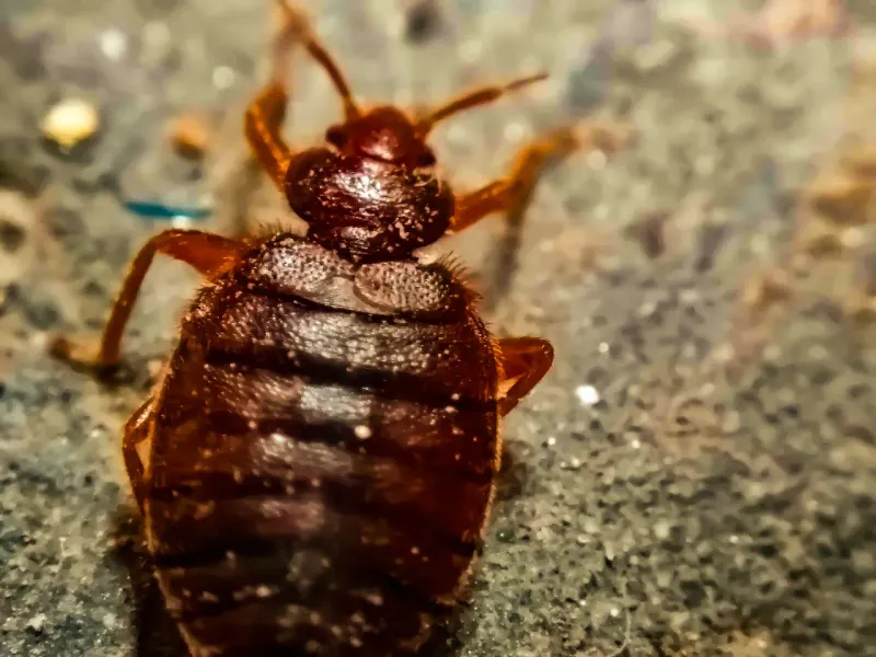 Fact 1: Bed Bug Anatomy