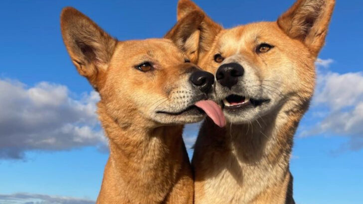 Are Dingoes Really Dogs? Unraveling Australia’s Wild Canine Mystery