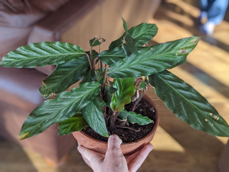 Calathea