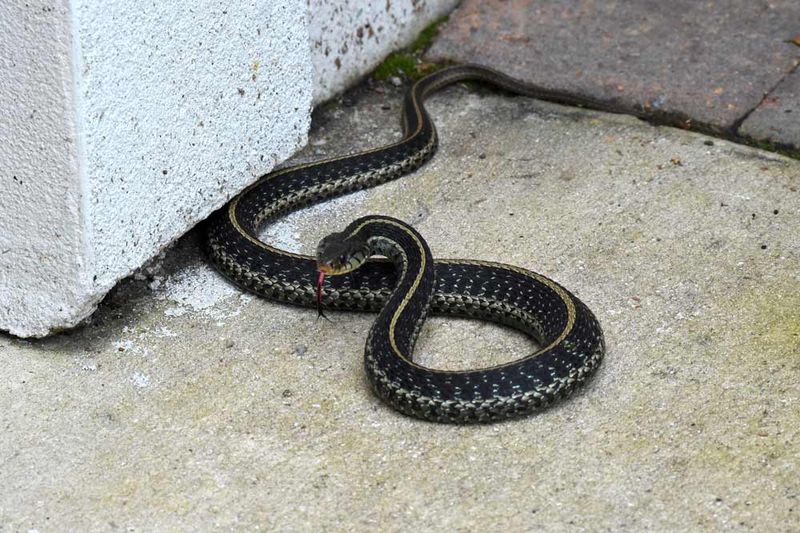 Georgia