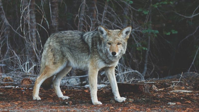 New Mexico's Nighttime Nomads