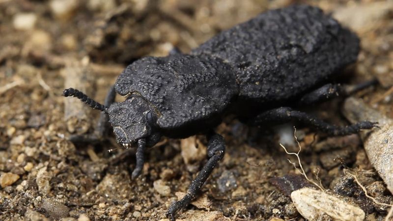 Beetle