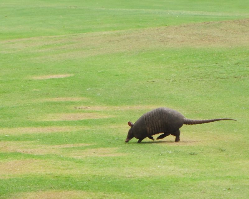 Armadillo's Unexpected Dig