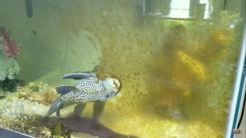 Plecostomus