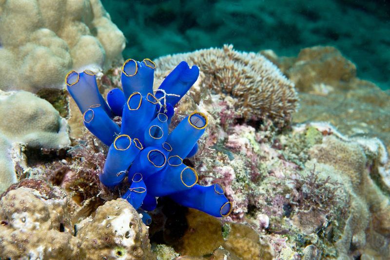 Ascidians (Sea Squirts)