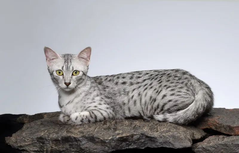 Enchanted Egyptian Mau