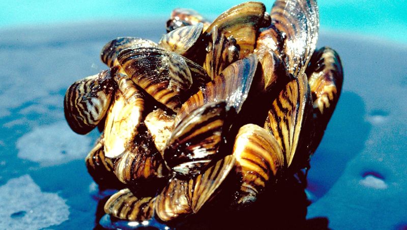 Zebra Mussel