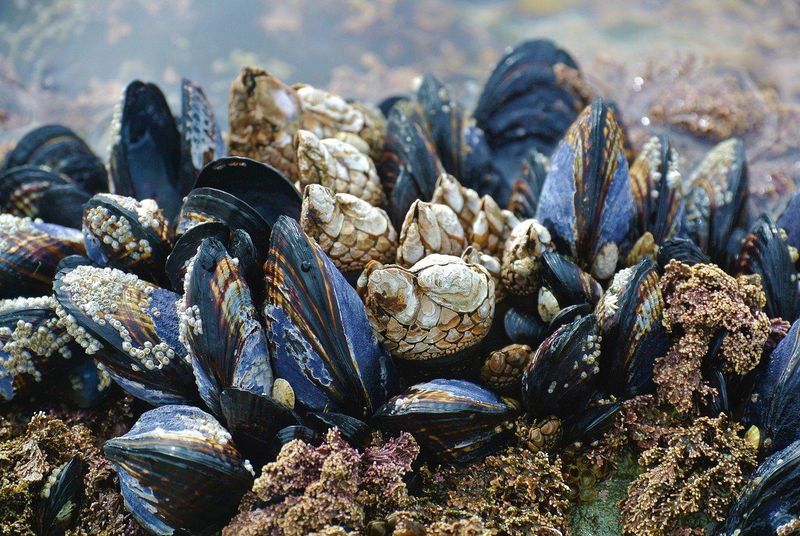Zebra Mussels (Invasive)