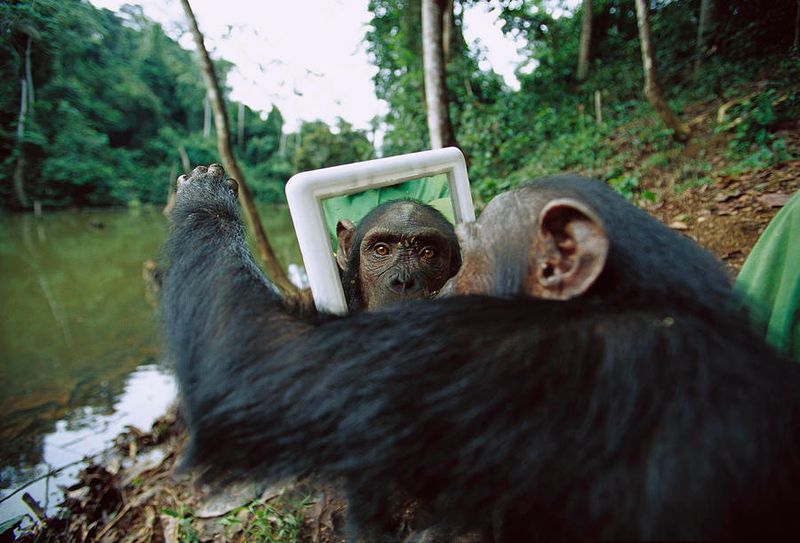 Chimpanzee