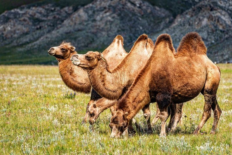 Bactrian Camel