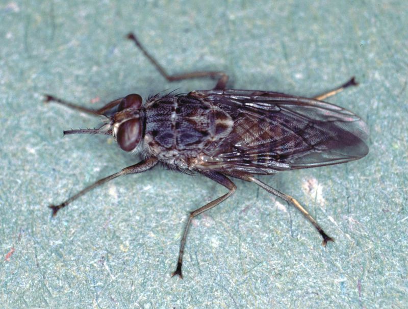 Tsetse Fly