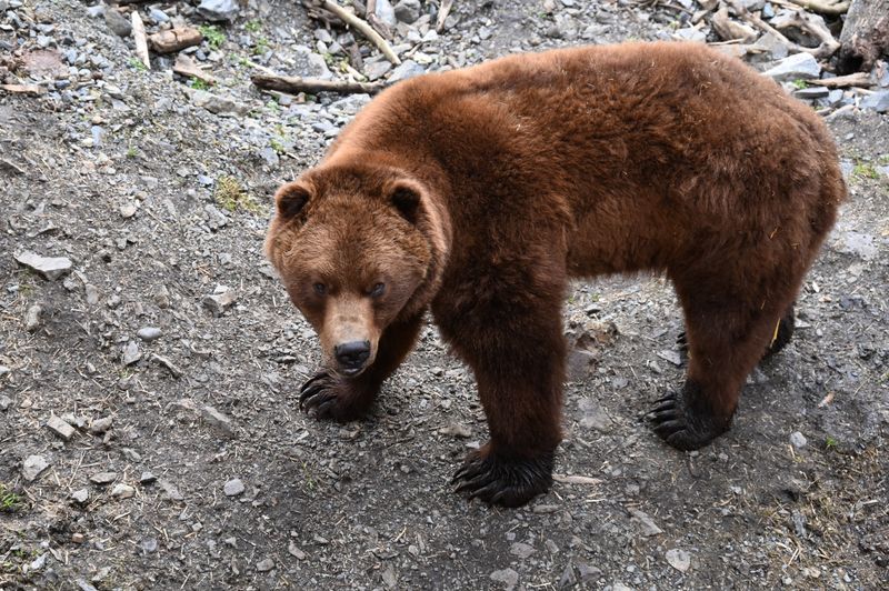 Brown Bear