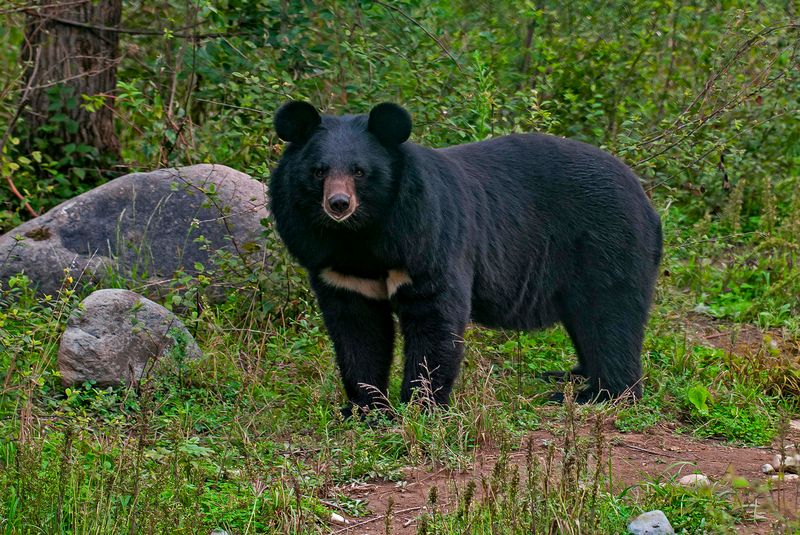 Asiatic Black Bear