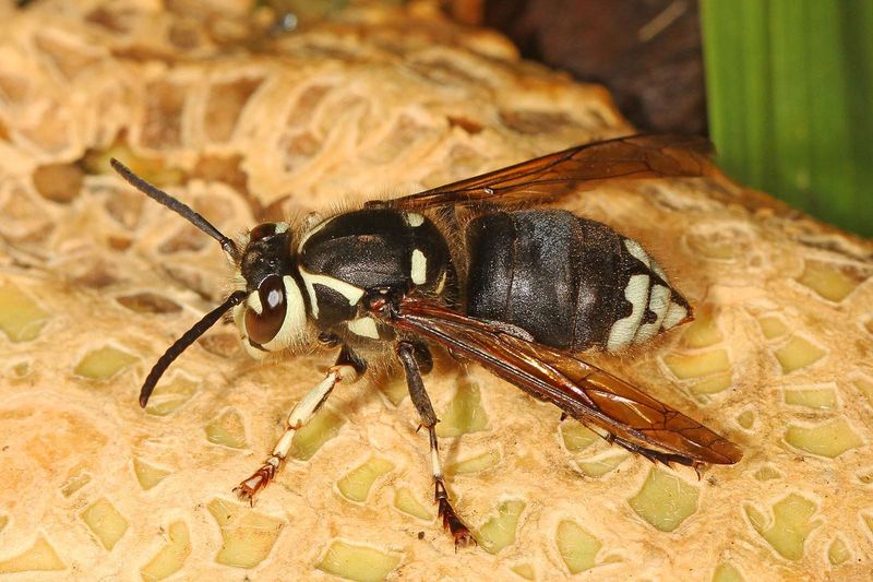 Bald-Faced Hornets