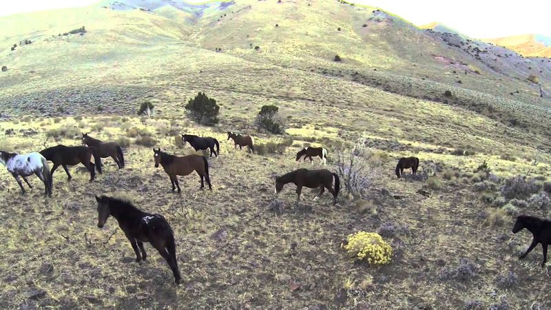Nevada's Virginia Range Horses