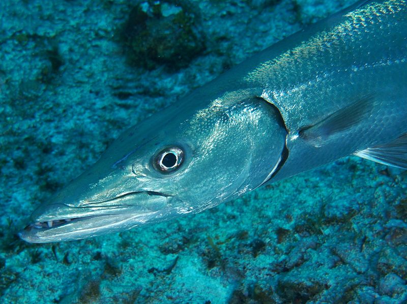 Great Barracuda