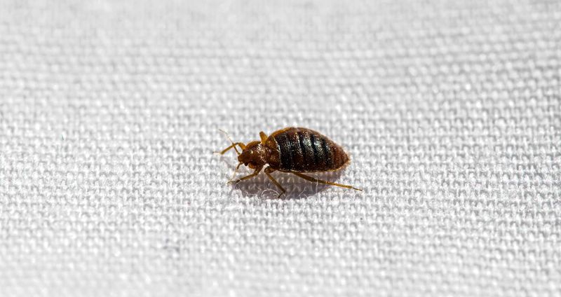 Bedbug