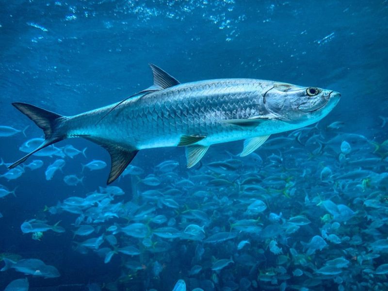 Atlantic Tarpon