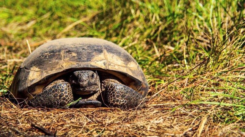 Gopher Tortoise