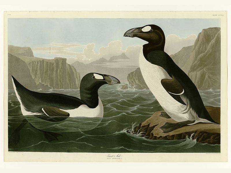 Great Auk