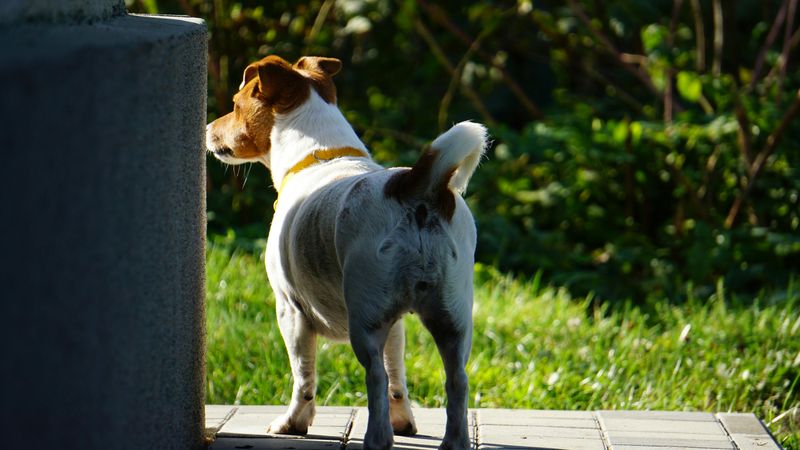 Jack Russell Terrier