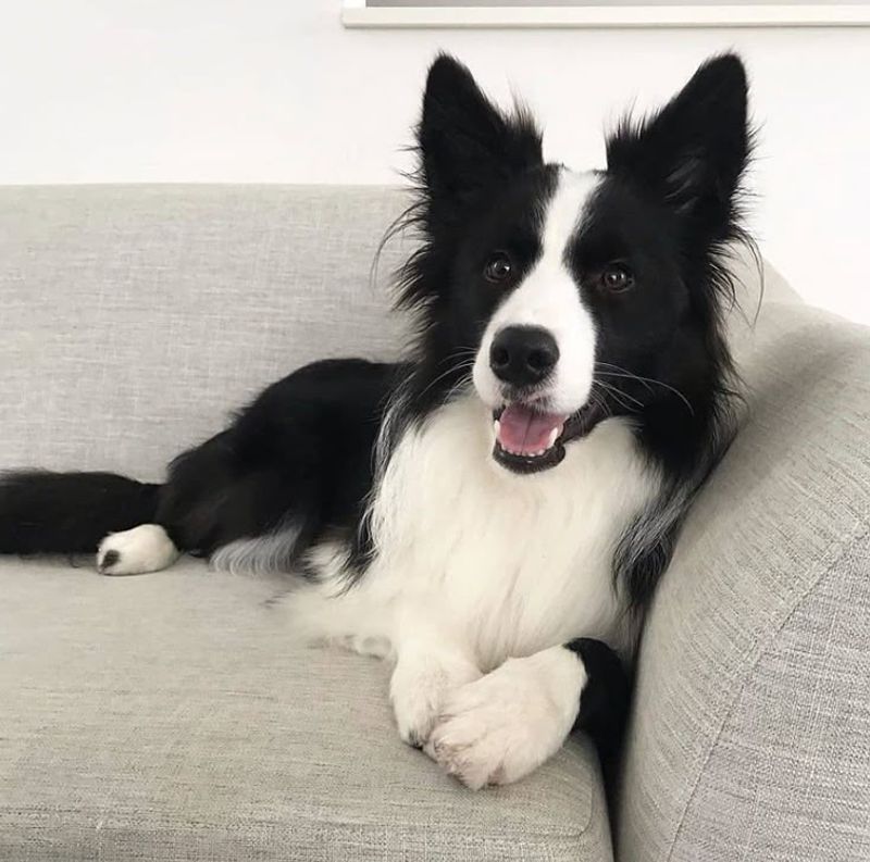 Border Collie